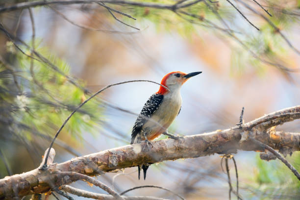 istock Male Red-Bellied Woodpecker 1319671157