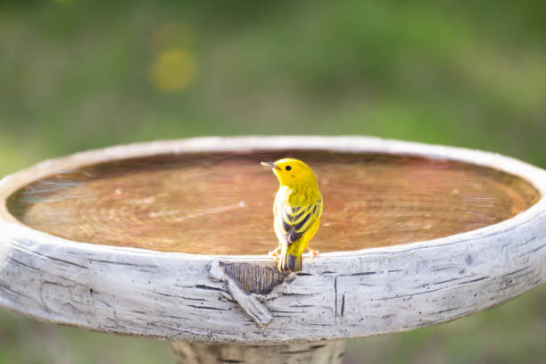 An American Yellow Warbler is perched on the edge of a birdbath.