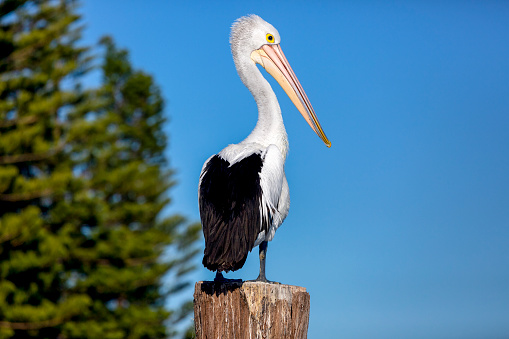 Pelican standing on wooden post against blue sky, background with copy space, full frame horizontal composition