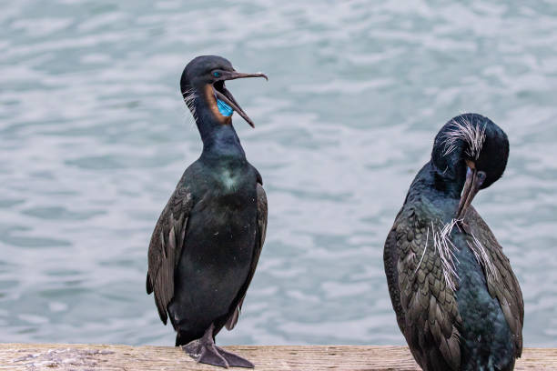 Brandt's Comorant Appears to Speak to a Mate Brandt's Comorant Appears to Speak to a Mate cormorant stock pictures, royalty-free photos & images