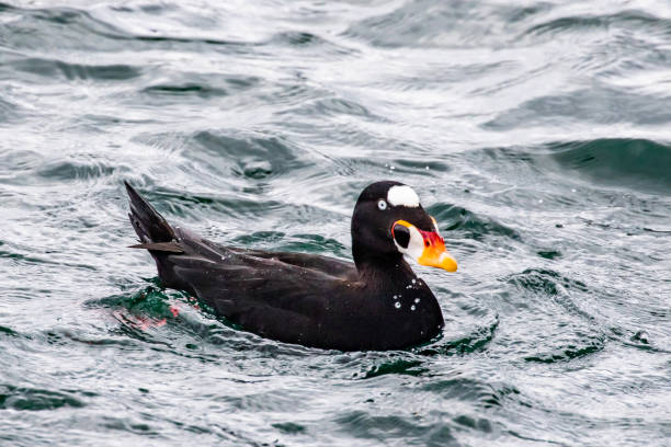 istock Male Surf Scoter's Colorful Bill is on Display on a Spring Day 1319672640