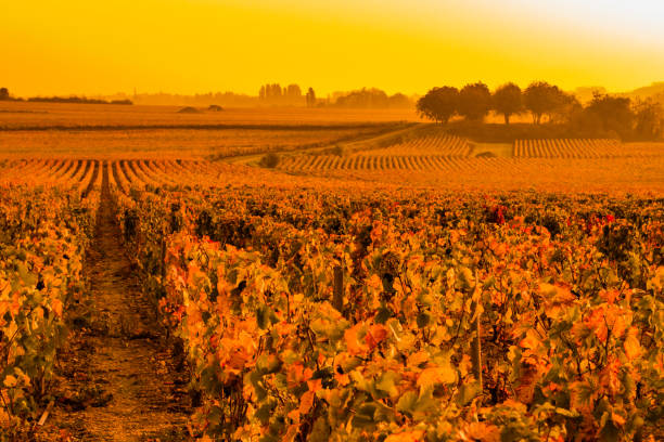istock Hazy Sunrise Over Burgundy Grape Vineyard 1319672683