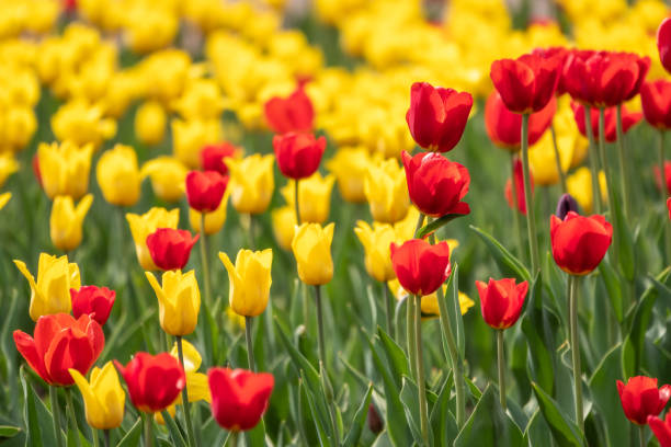 istock Red and yellow tulips on a green background 1319678374