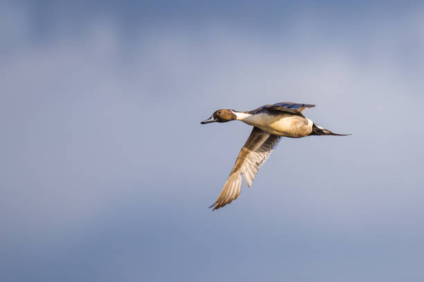 istock Drake Northern Pintail Duck in Flight in Good Winter Light 1319679131