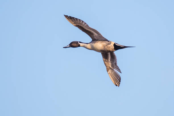 istock Drake Northern Pintail Duck in Flight in Good Winter Light 1319679155