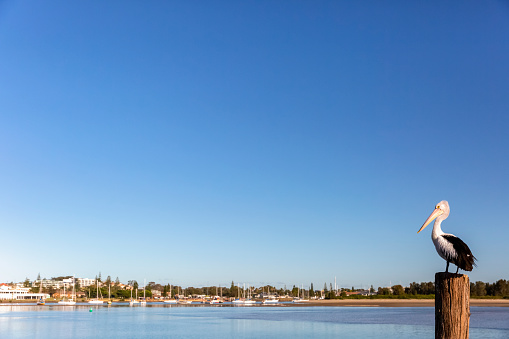 Pelican standing on wooden post against blue sky and coastal town Port Macquarie, beautiful nature background with copy space, full frame horizontal composition with copy space