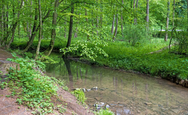 istock Forest landscape in Bergisch Gladbach, Germany 1319679670