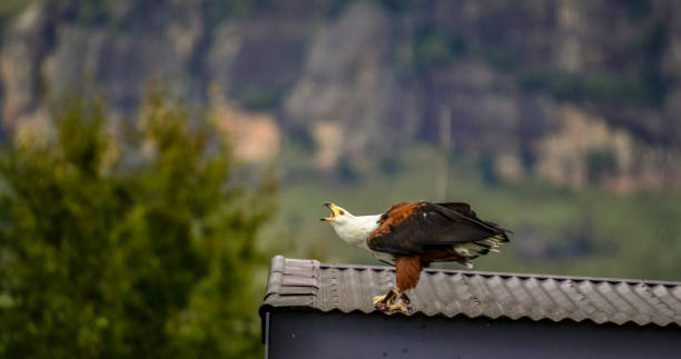 istock An African fish eagle (haliaeetus vocifer ) making it's signature call 1319680623