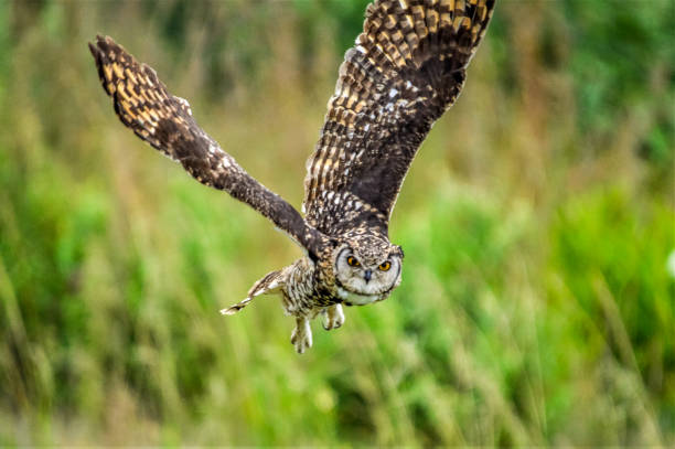 istock Cape eagle owl ( bubo capensis )a nocturnal raptor bird in flight in the wild 1319680639