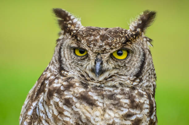 istock Cape eagle-owl or bubo capensis headshot portrait 1319680661