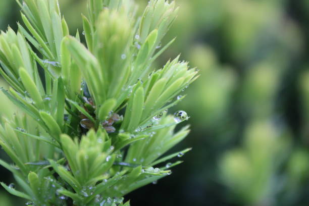 istock Taxus Branch With Raindrops 1319681543