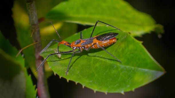 Macro photography of orange and black milkweed assassin bug (Zelus longipes) eating a yellow aphid on a cherry laurel leaf (Prunus laurocerasus).  Striking detail, side view showing eye and proboscis stock photo