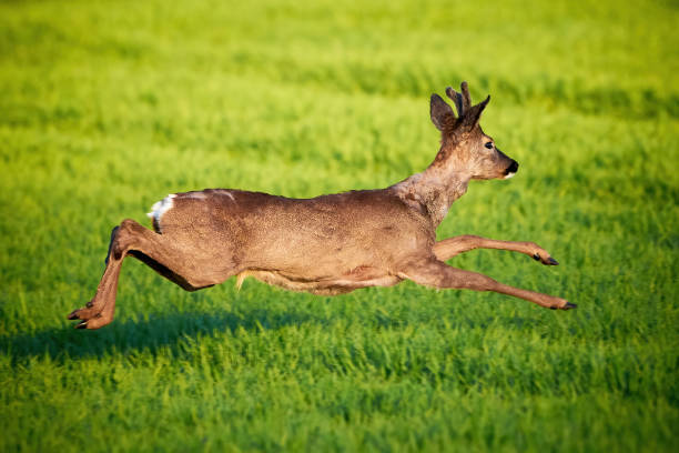 istock Roe deer male running on field ( Capreolus capreolus ) 1319682303