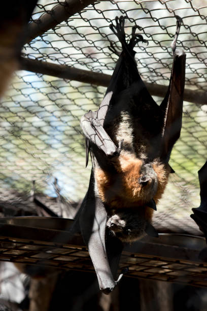 istock the young fruit bat is being cuddled by its mother 1319684098