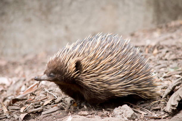 istock this is a side view of an echidna 1319684269