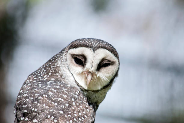 the lesser sooty owl has brown wings with white spots