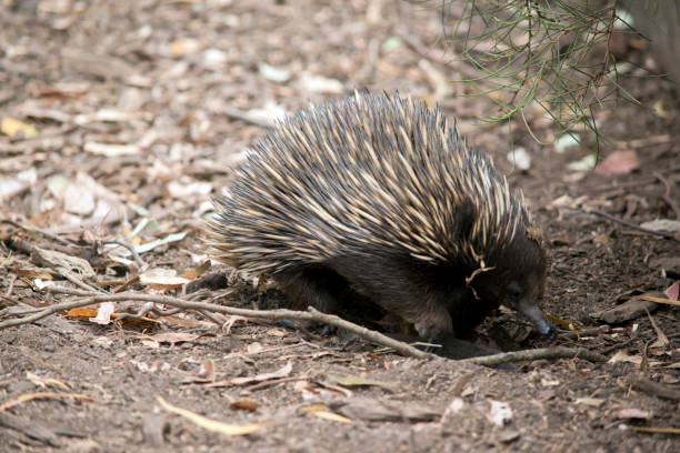 istock the echidna is looking for food 1319684926