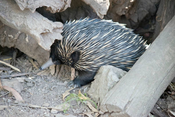 istock the echidna is walking through the rocks 1319684959