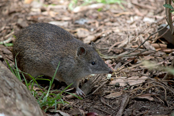 남부 갈색 반도는 작은 습지입니다 - potoroo 뉴스 사진 이미지