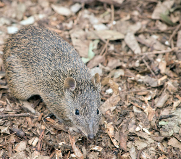 남부 갈색 반도는 작은 습지입니다 - potoroo 뉴스 사진 이미지