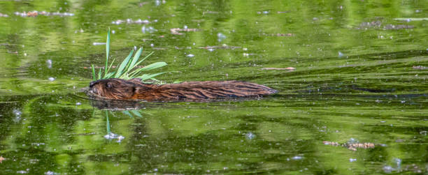 istock Muskrat swimming with green plants 1319685835