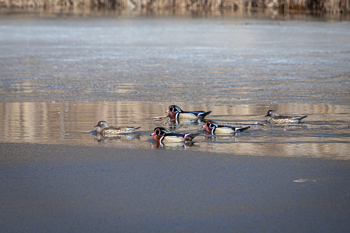 Male and female Branchu Ducks in a small lake.