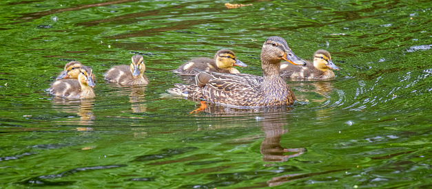 A female mallard duck and her five ducklings swim in calm green water