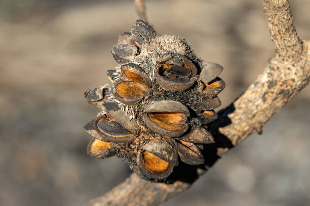 Banksia seed pods