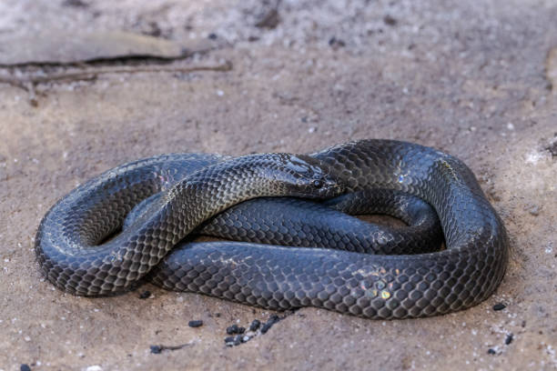 istock Eastern Small-eyed Snake 1319686869