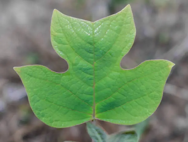 Liriodendron tulipifera—known as the tulip tree, American tulip tree, tulipwood, tuliptree, tulip poplar, whitewood, fiddletree, and yellow-poplar. Perfect shaped leaf showing veins, lobed shape