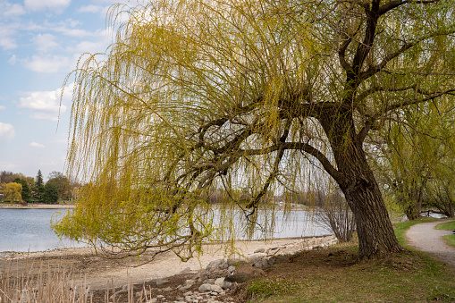 Weeping Willow with Rideau canal in the background at Dow's Lake Ottawa Ontario