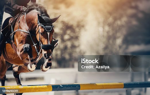 istock The bay horse overcomes an obstacle. Equestrian sport, jumping. Overcome obstacles. 1319690311