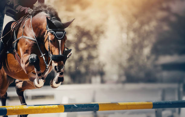 The bay horse overcomes an obstacle. Equestrian sport, jumping. Overcome obstacles. The bay horse overcomes an obstacle. Equestrian sport, jumping. Overcome obstacles. Dressage of horses in the arena. Jumping competition. Horseback riding. dressage stock pictures, royalty-free photos & images