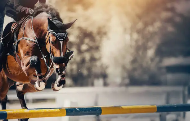 The bay horse overcomes an obstacle. Equestrian sport, jumping. Overcome obstacles. Dressage of horses in the arena. Jumping competition. Horseback riding.