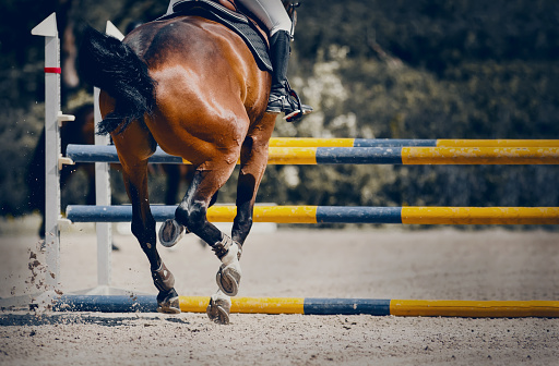 The horse overcomes an obstacle. Equestrian sport, jumping. Overcome obstacles. Dressage of horses in the arena. Jumping competition.Feet running sports bay horse. Legs of a sporting horse in knee-caps. Dust under the horse's hooves. Legs of a galloping horse. Horseback riding.