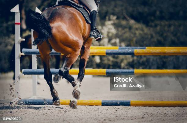 Foto de Cavalo Pulando Obstáculos e mais fotos de stock de Adulto