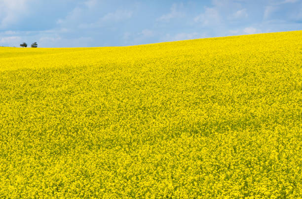 istock Yellow canola flowers field and a blue sky 1319693359