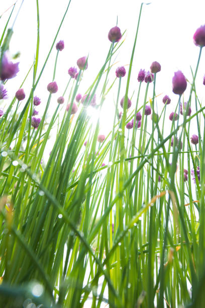 Chives (Allium schoenoprasum) Flower Heads - Low Angle View Chives (Allium schoenoprasum) Flower Heads - Low Angle View chives allium schoenoprasum purple flowers and leaves stock pictures, royalty-free photos & images