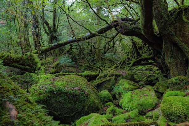 istock Spring forest scenery in Yakushima island in Kagoshima prefecture, Japan 1319694539