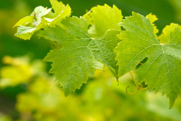 Green grape leaves close-up, texture, selective focus, blurred background. Vineyard in Kent, England. United Kingdom, young grapevines in a vineyard.