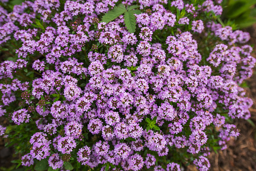 High Angle View of Blooming Thyme Shrub