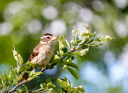 A female rose-breasted grosbeak perching in an apple tree during the spring.