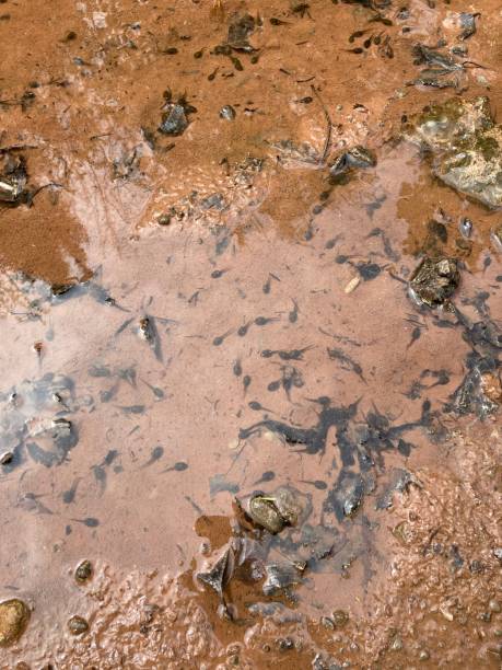 istock Large swarm of tadpoles. 1319698819