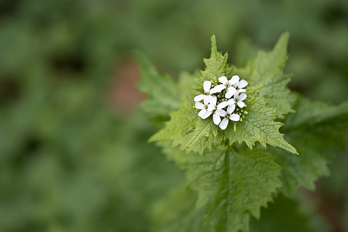 Garlic Mustard - has been linked to poor regeneration of our native oak-hickory forests