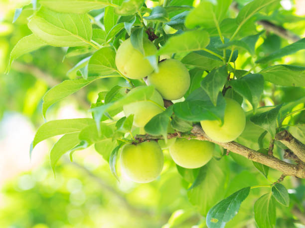 istock Ume（japanese apricot) 1319702133
