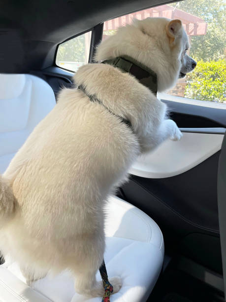 istock Tail-wagging happy to ride in the car, Ca 1319702284