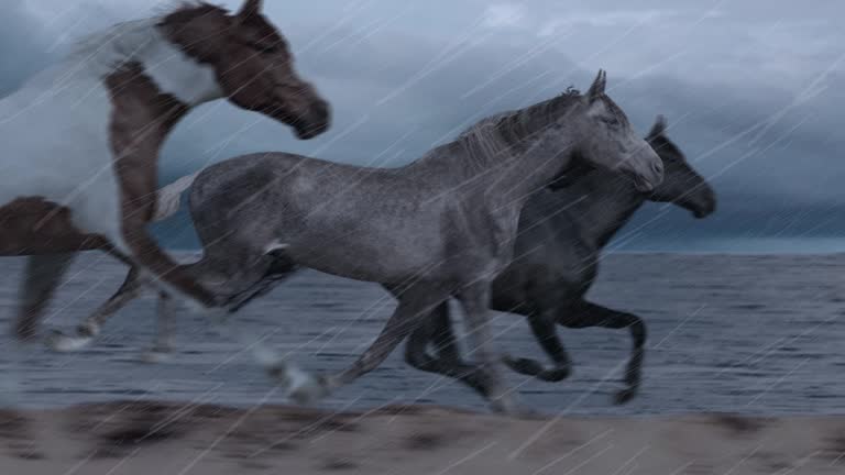 Horses Running on Beach