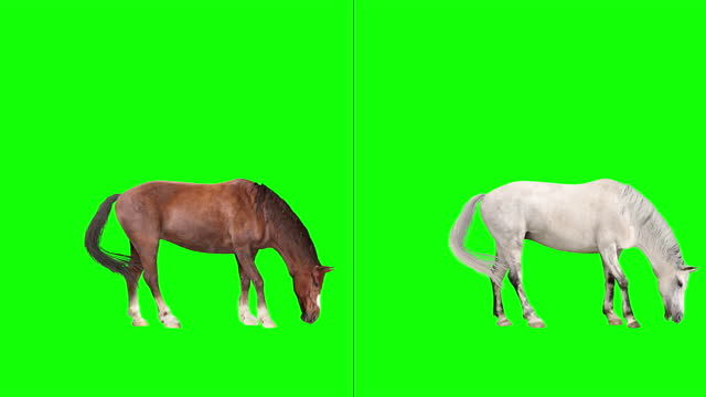 Two Horses, Various Actions