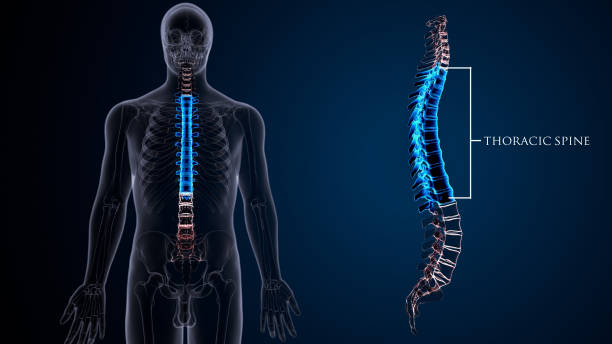 istock Human Skeleton Vertebral Column Thoracic Vertebrae Anatomy 3D Illustration. 1319710977