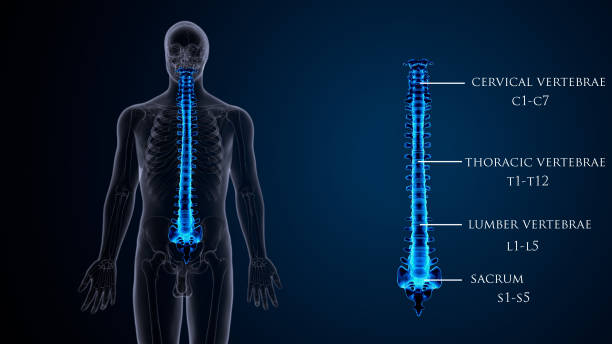istock 3d render of human skeleton spinal bone anatomy. 1319711480